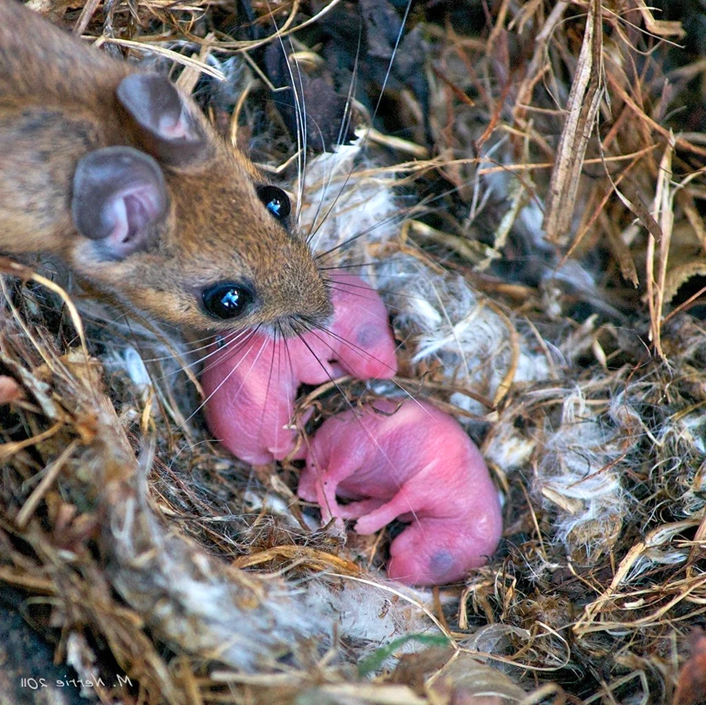 Детеныш мыши полевки