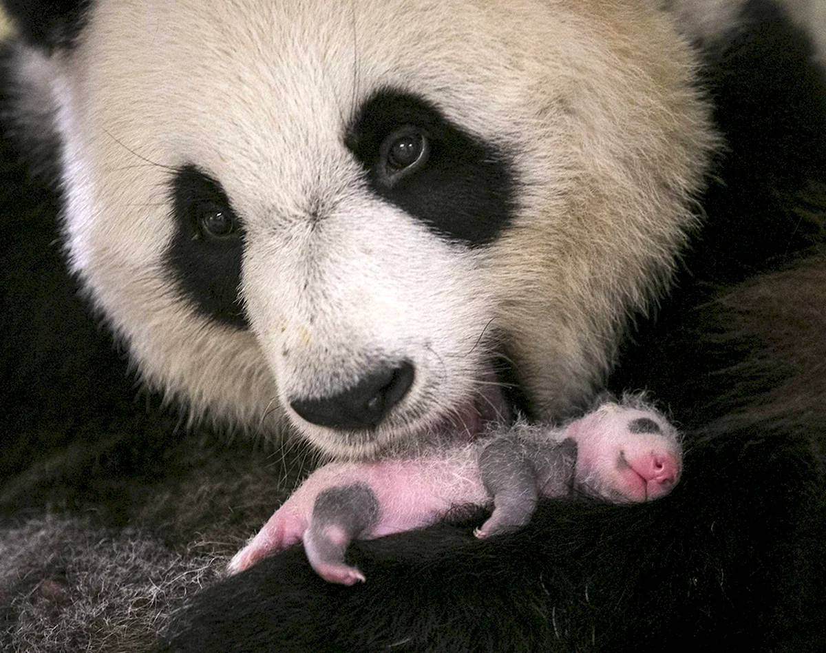 Детёныш панды новорожденный