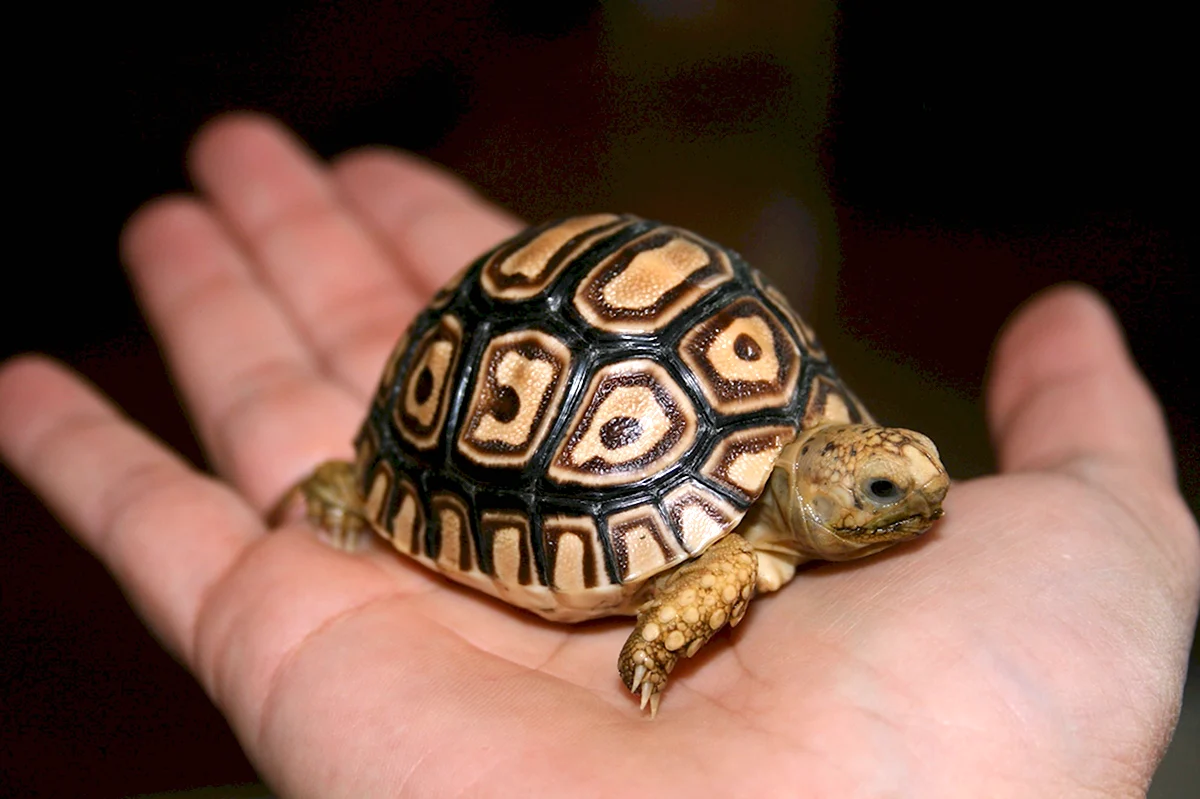 Детеныш среднеазиатской черепахи