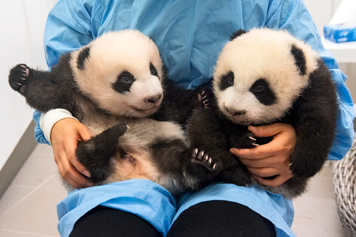 Детеныши гигантской панды
