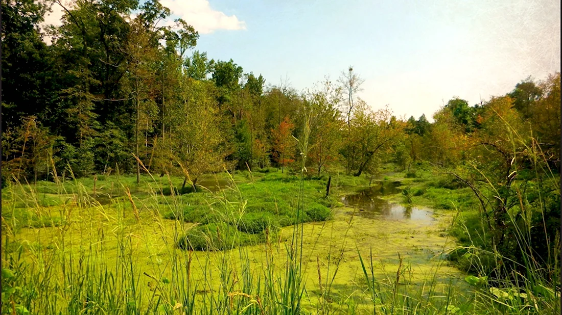 Дьяковский лес болото