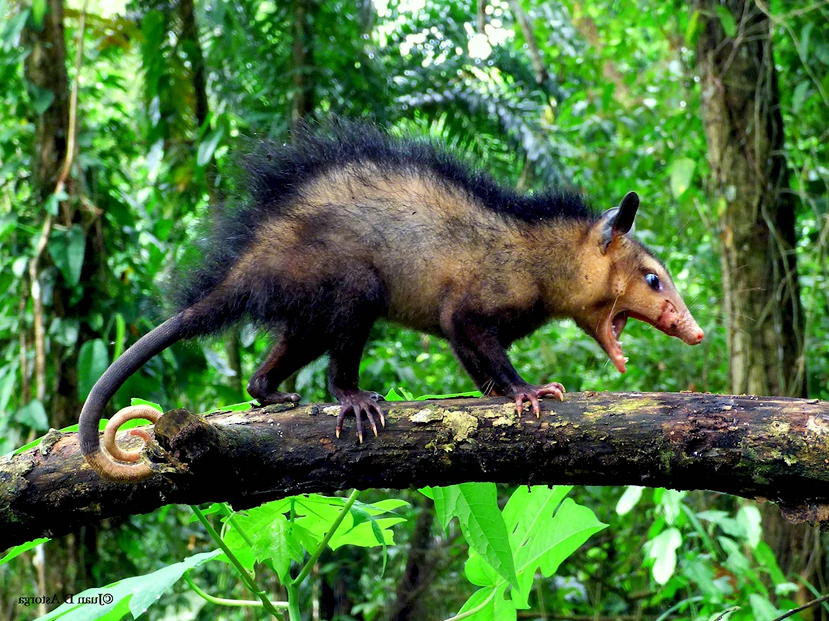 Didelphis marsupialis