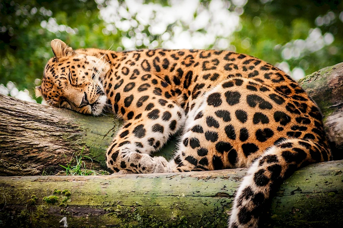 Дикие кошки леопард