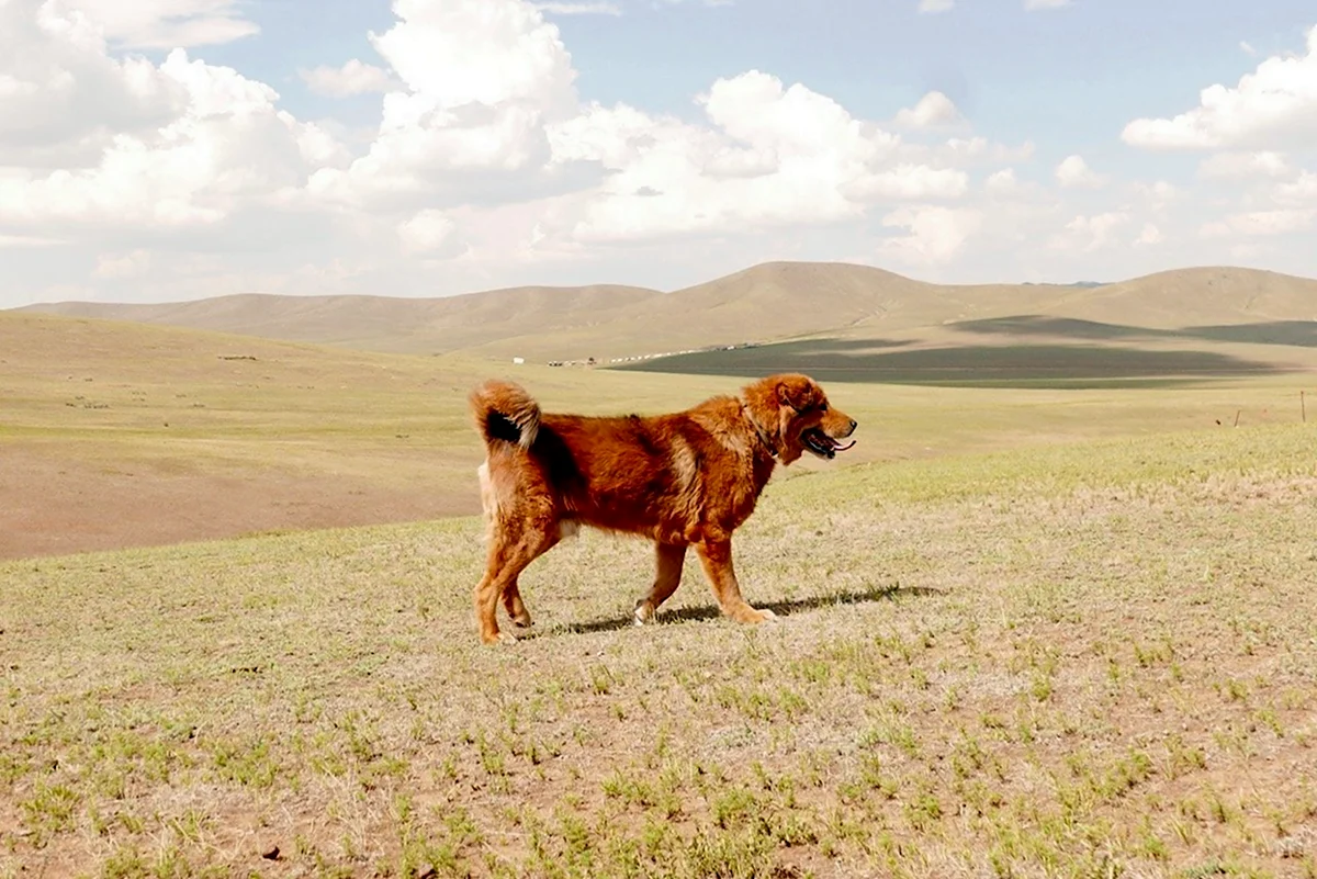 Дикие собаки Монголии