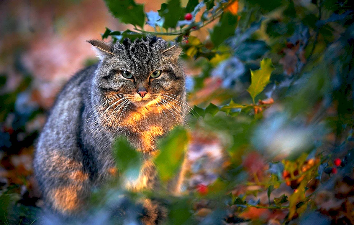 Дикий Лесной кот