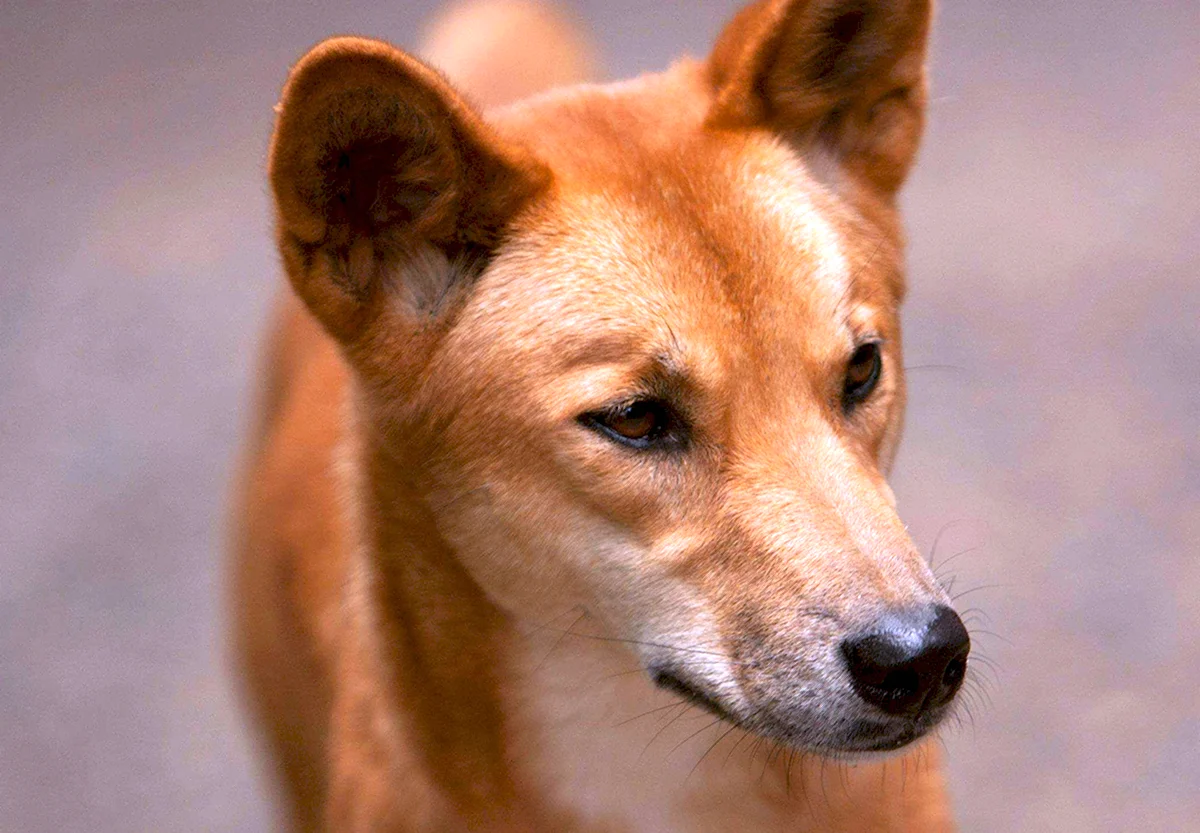 Динго порода собак