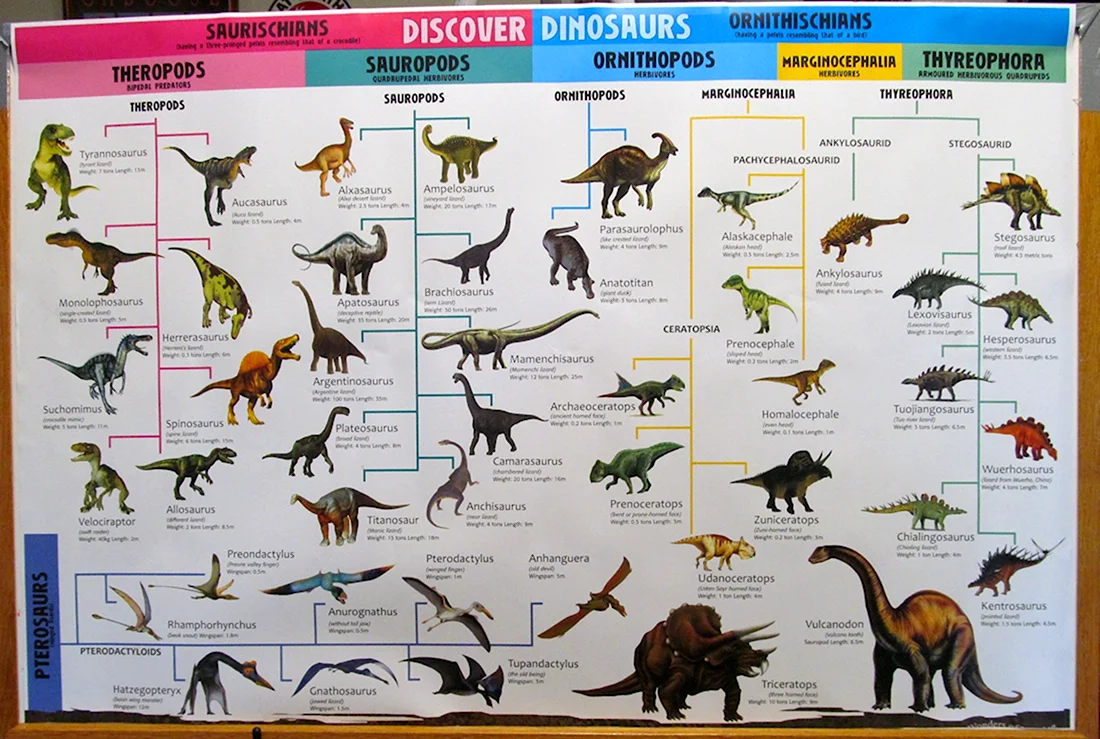 Dinosaurs Types for Beginner Level