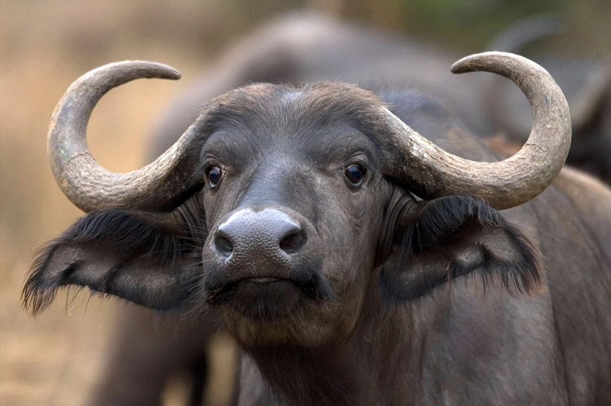 Длиннорогий буйвол пелоровис
