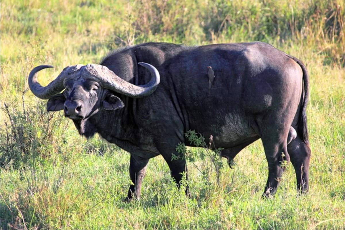 Длиннорогий буйвол пелоровис