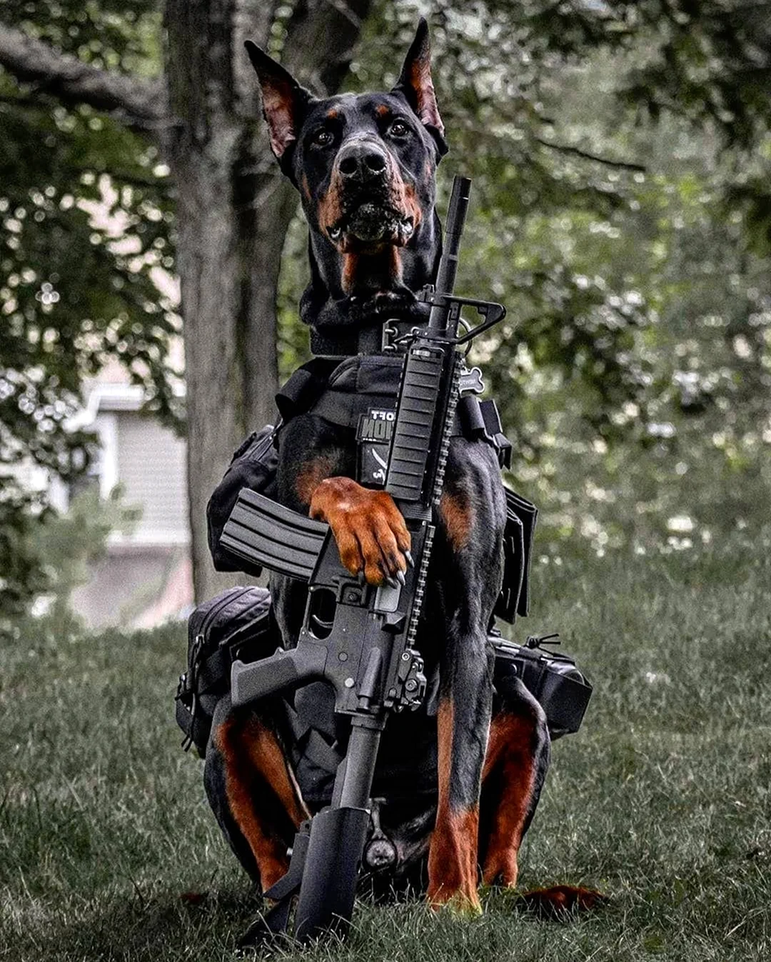 Доберман Военная собака