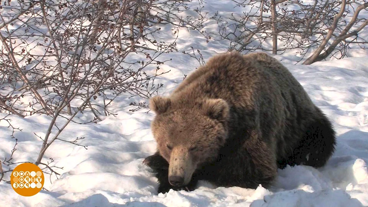Доброе морозное утро медведь