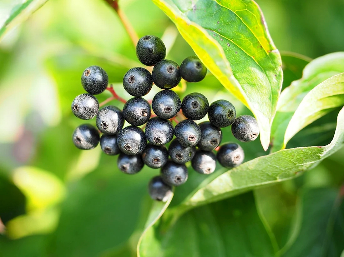 Dogwood - Cornus sanguinea черные ягоды