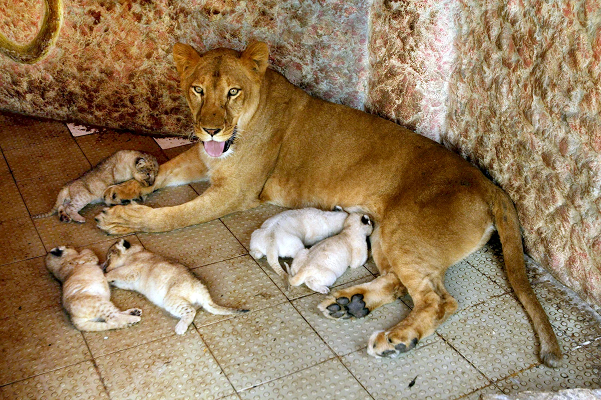 Домашние львы