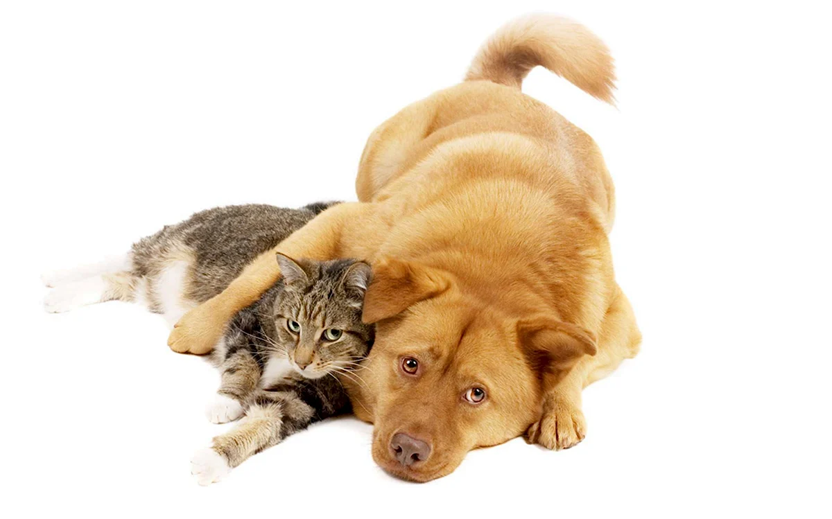 Домашние животные кошки и собаки