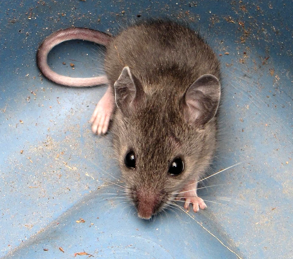 Домовая мышь mus musculus Linnaeus