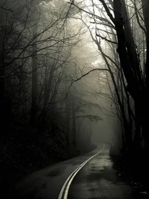 Дорога в темном лесу
