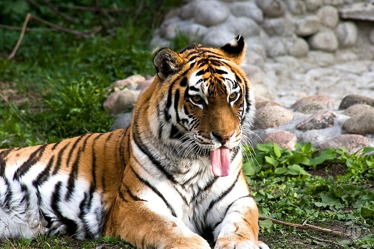 Довольный тигр