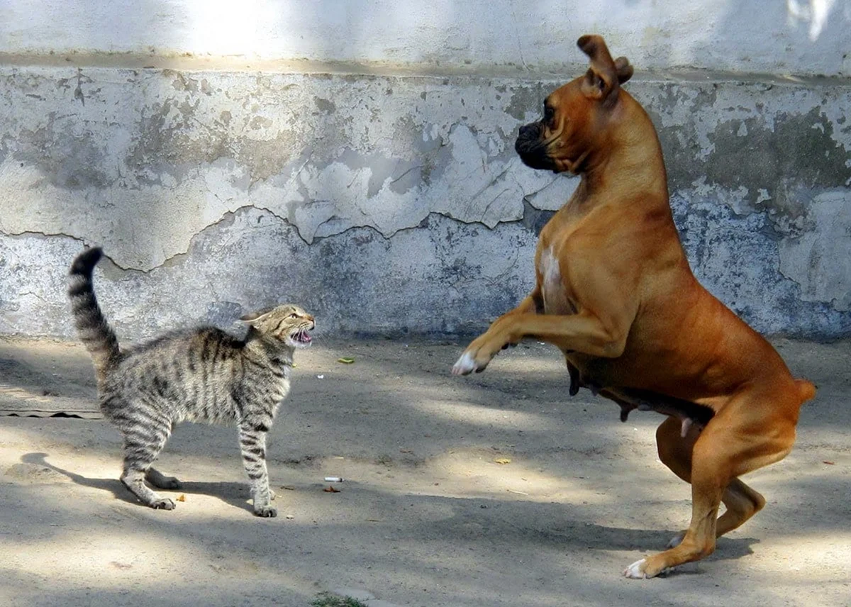 Драка кошки и собаки