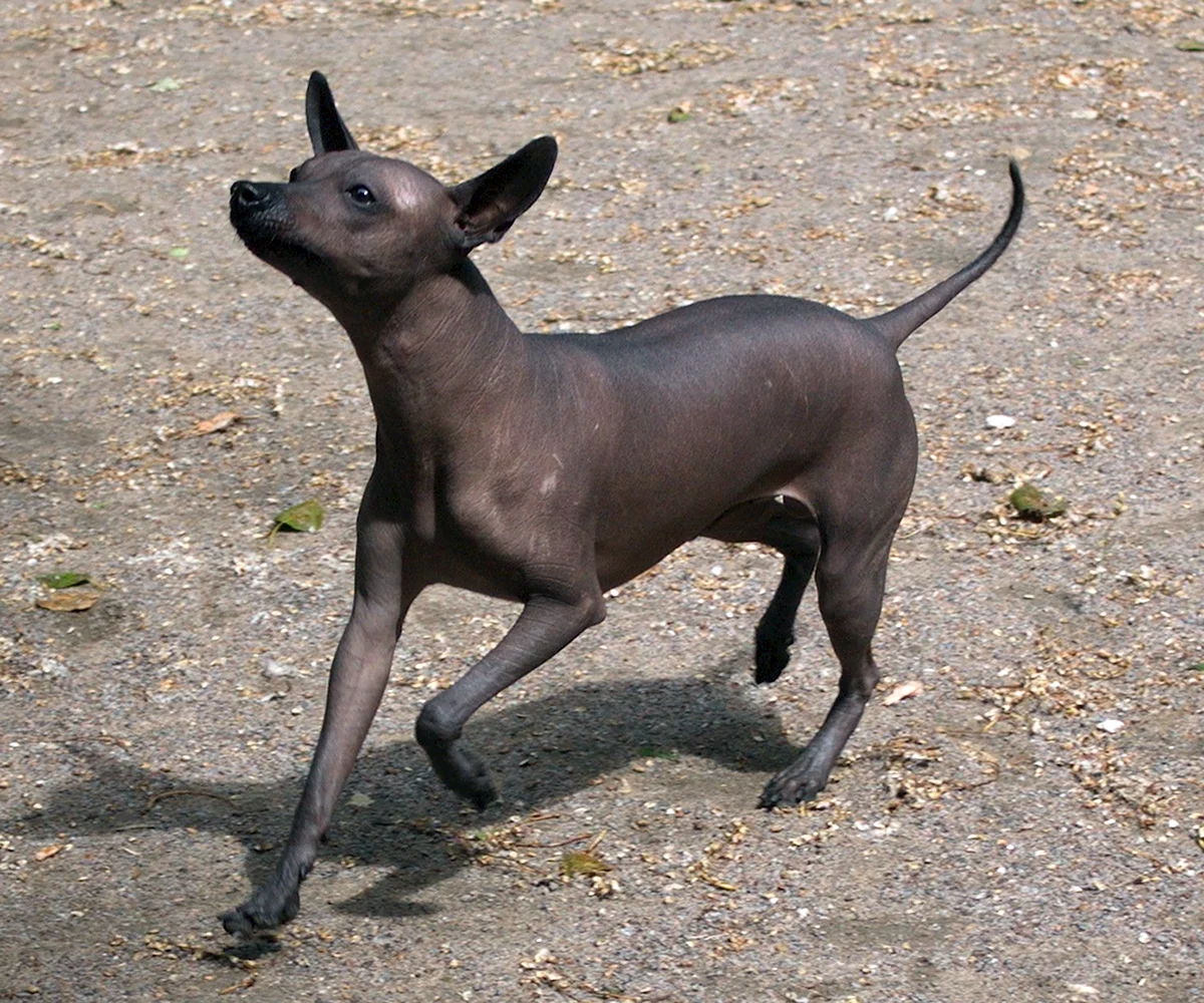 Древняя порода собак ксолоитцкуинтли