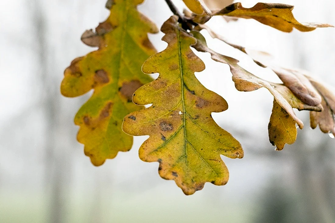 Дуб черешчатый лист