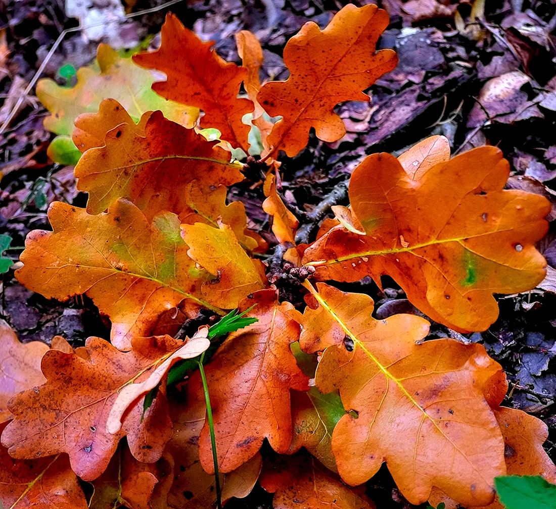Дуб черешчатый осень