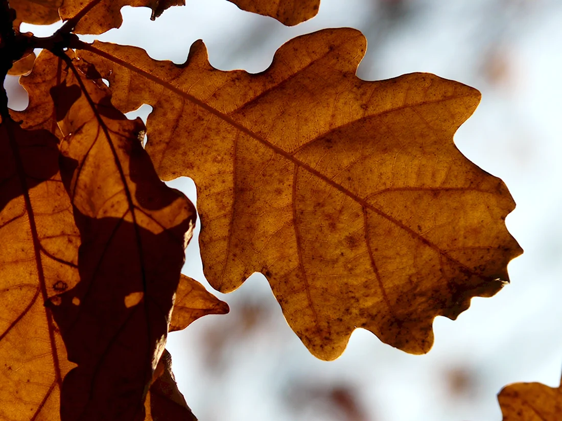 Дуб черешчатый осенью лист