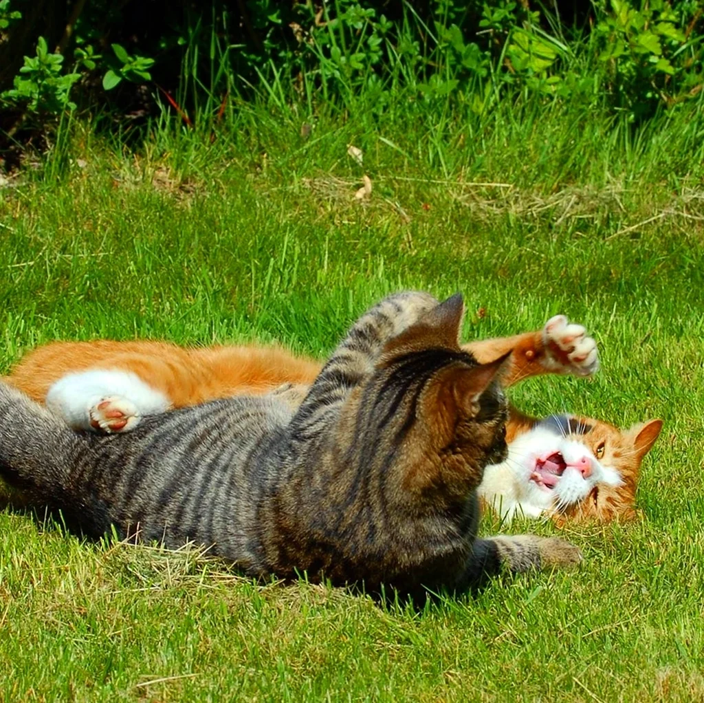 Два кота лежат на траве