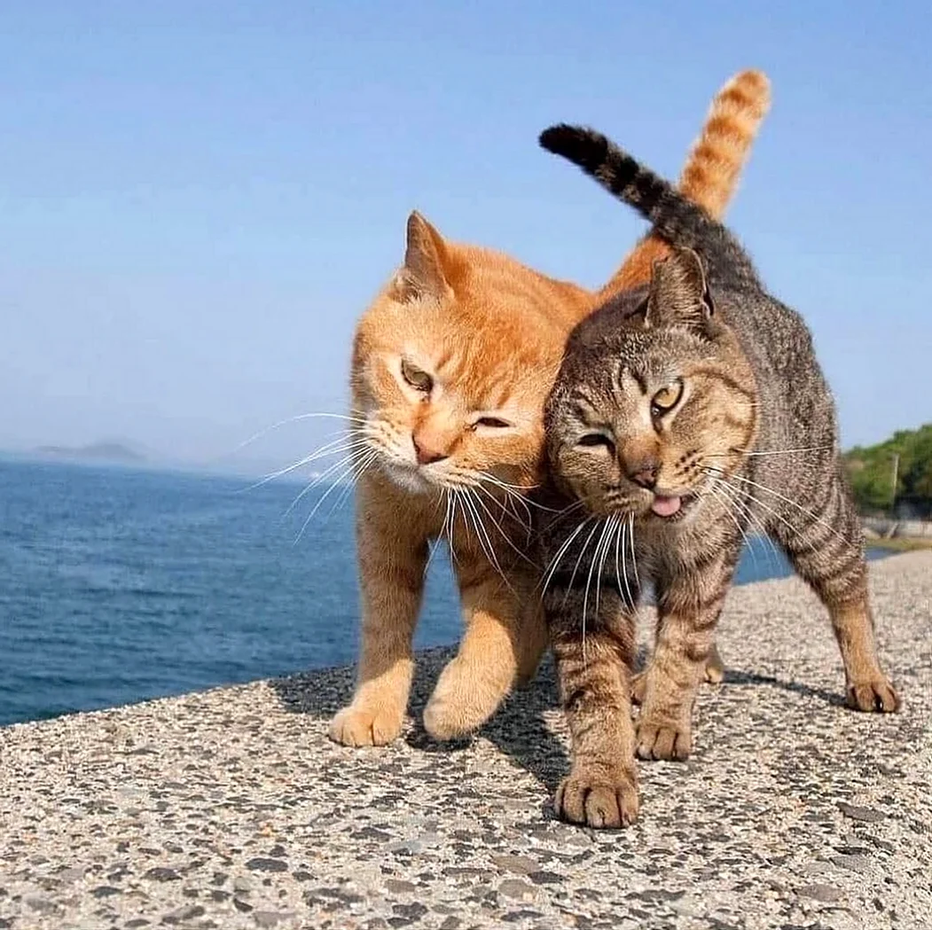 Два кота на море