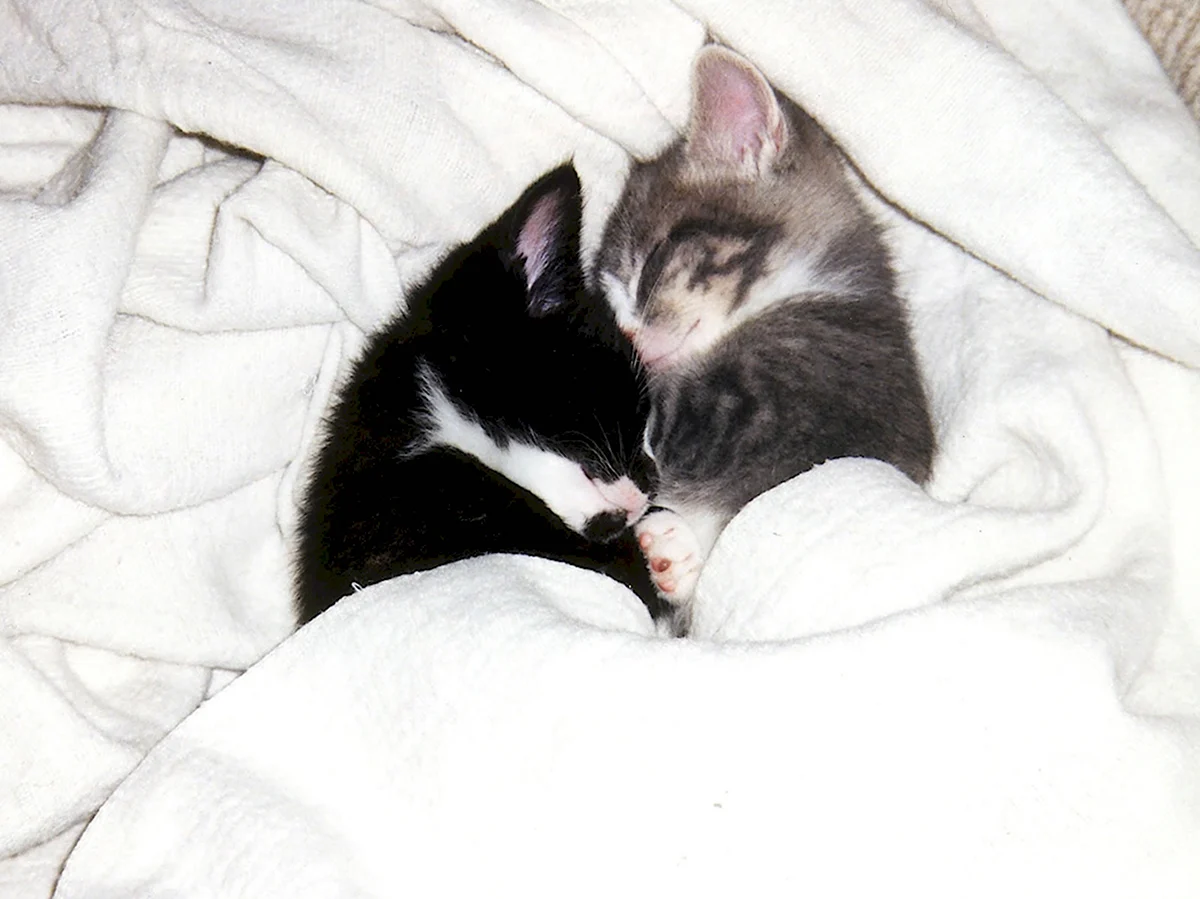 Два котенка под одеялом