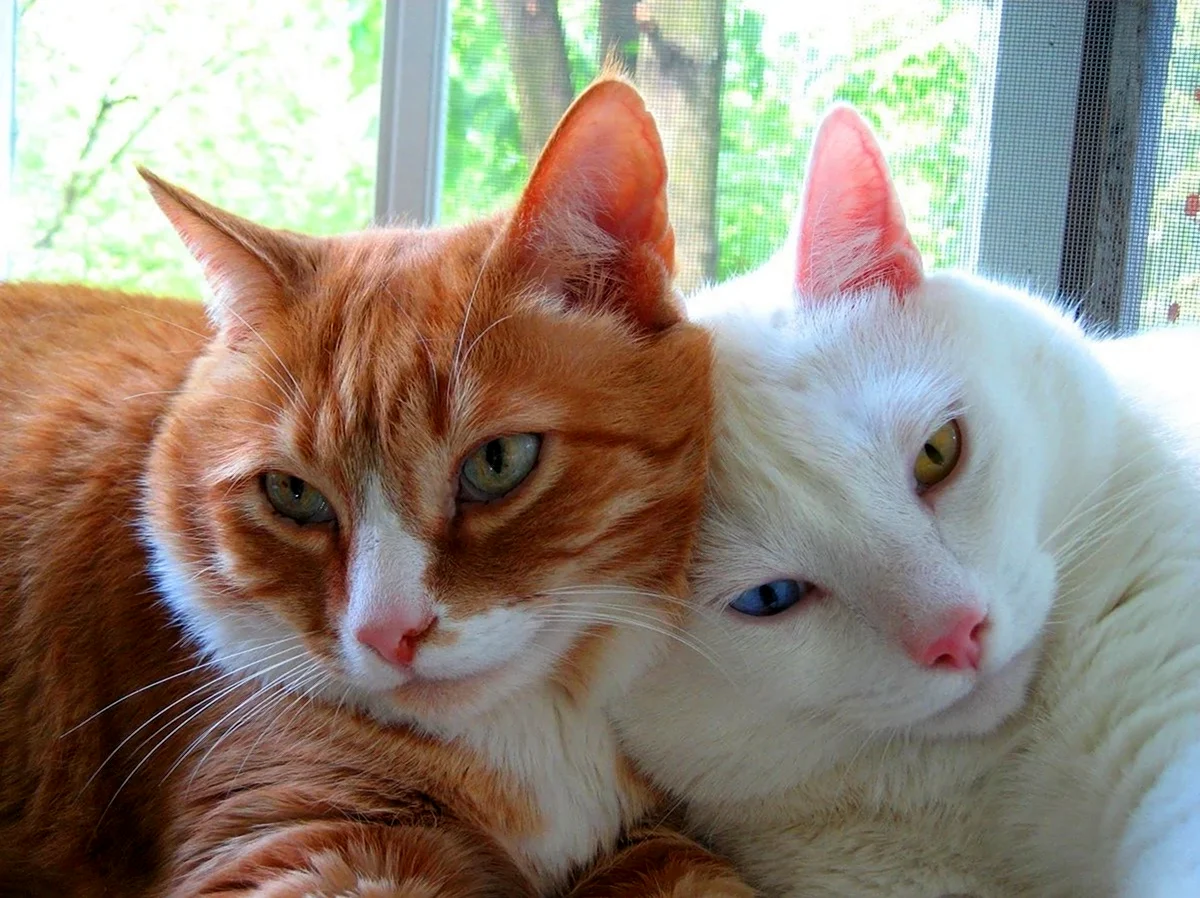 Два котенка рыжий и белый