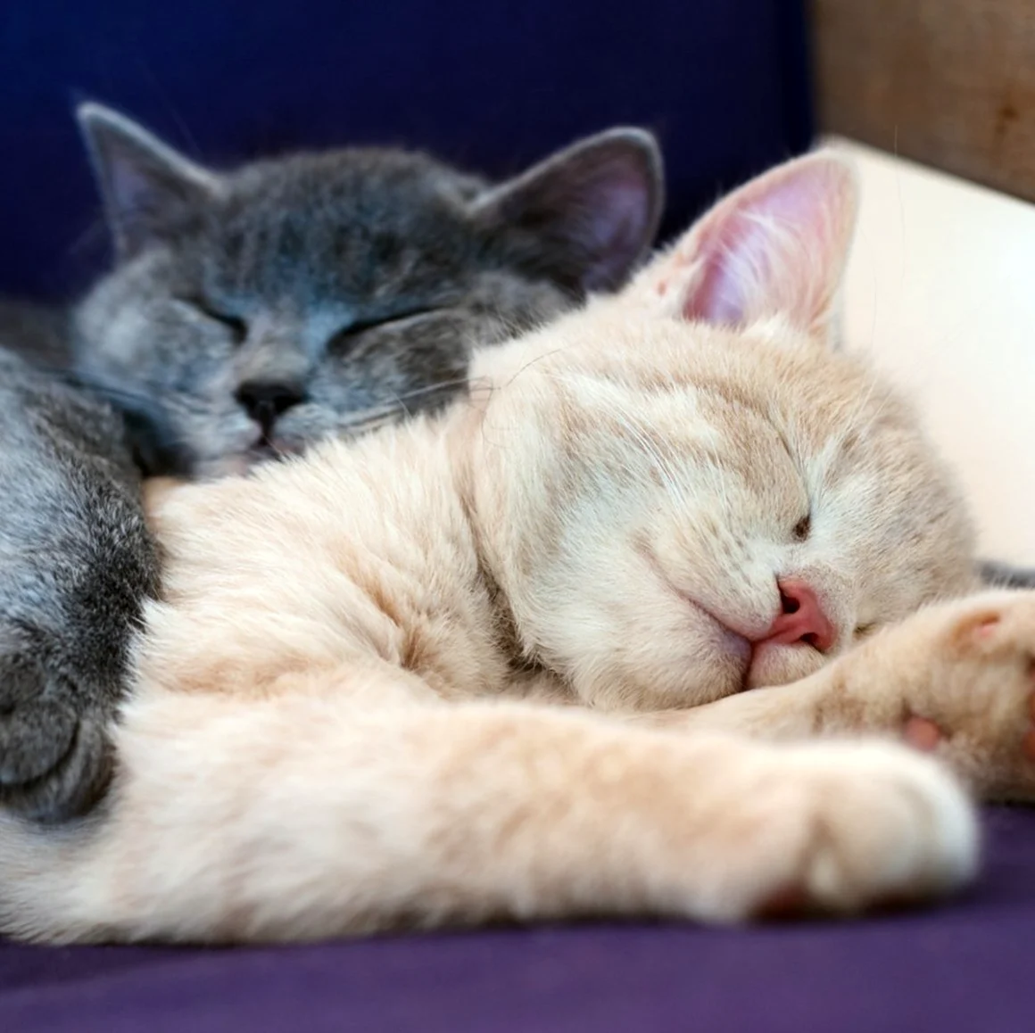 Два котенка спят