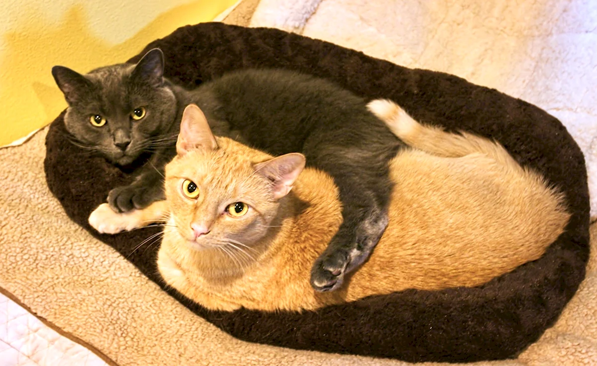 Два котика рыжий и коричневый