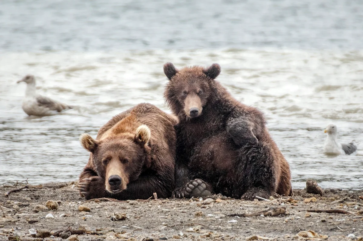 Два медведя и Медвежонок