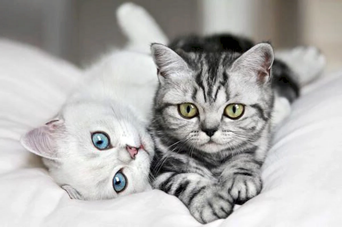 Две красивые кошки
