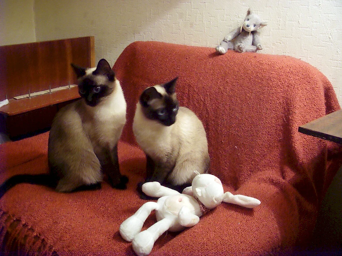 Две сиамские кошки