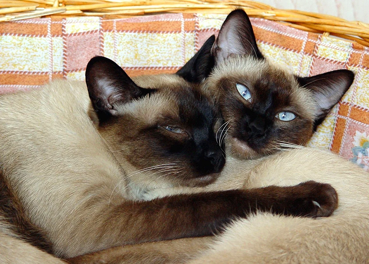 Две сиамские кошки