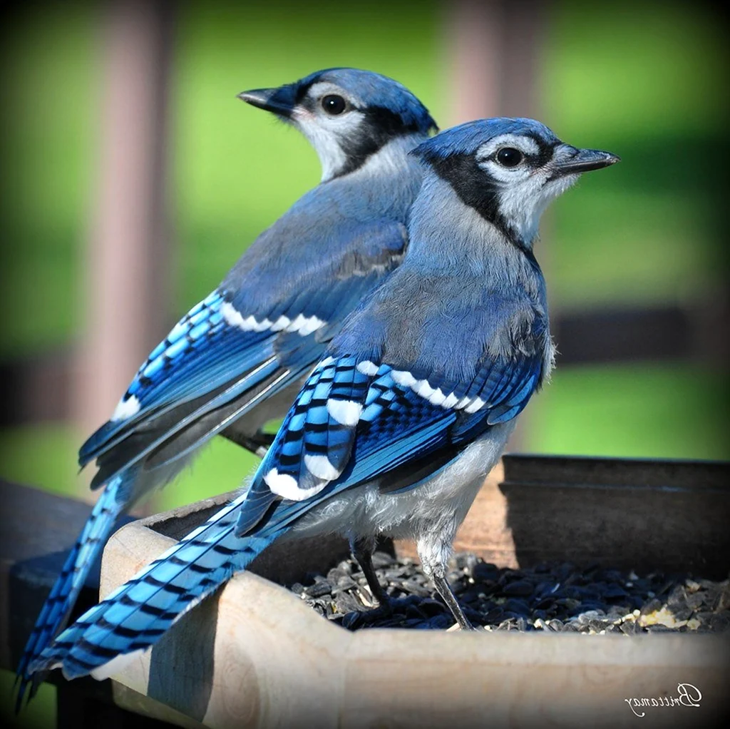 Две синие птицы