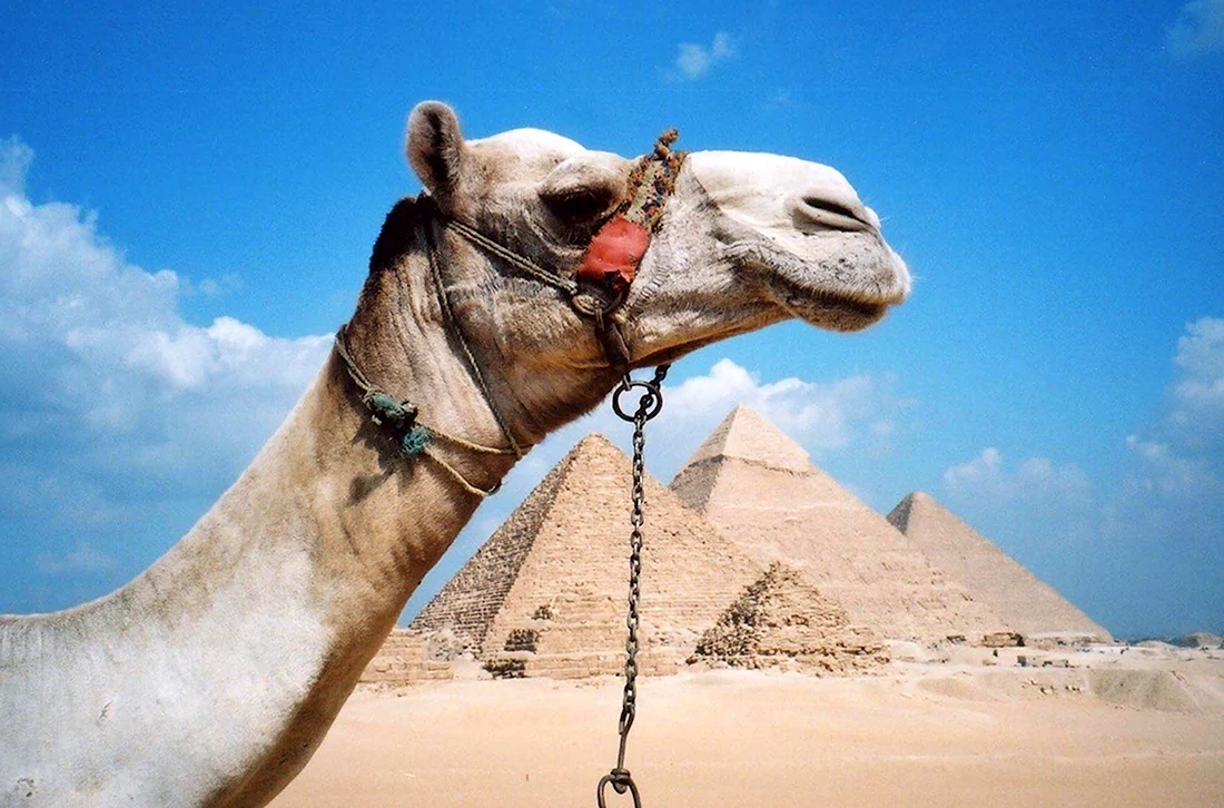 Двугорбый верблюд в Египте