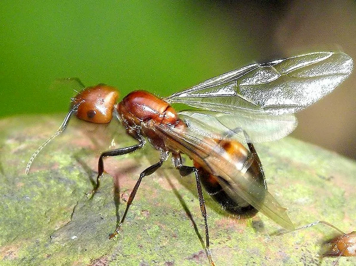 Двукрылые муравьи