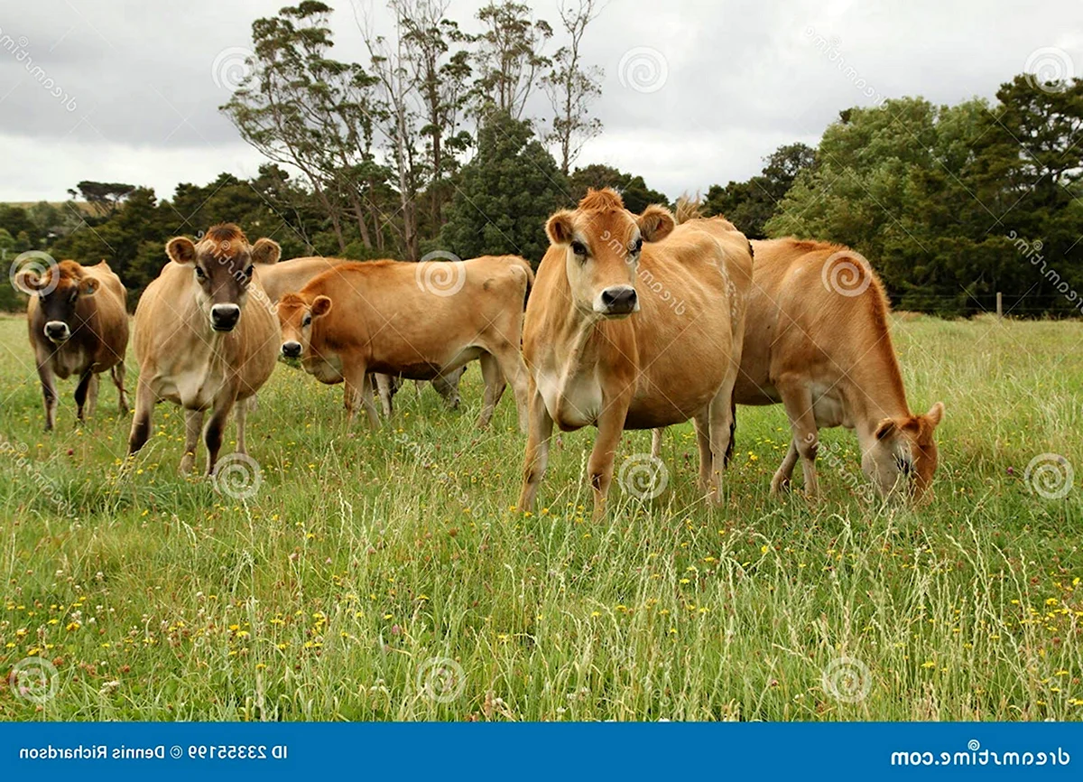 Джерсейская корова поле