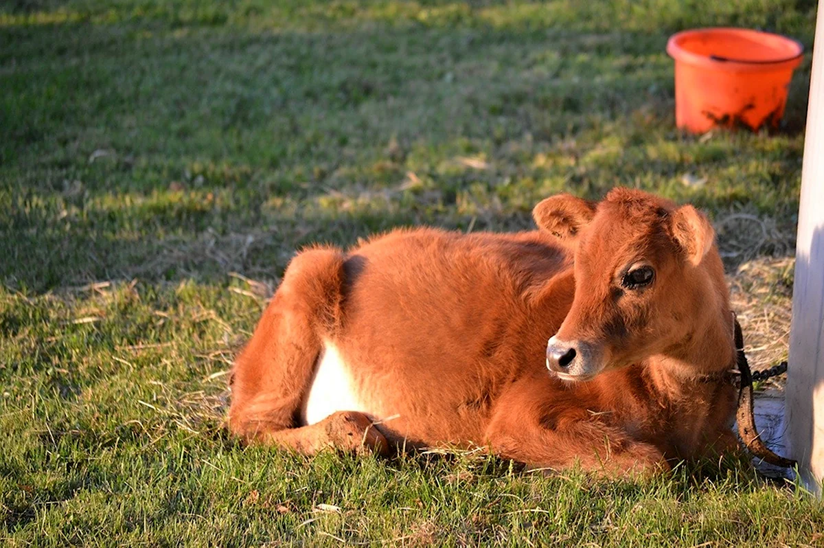 Джерсейская корова теленок