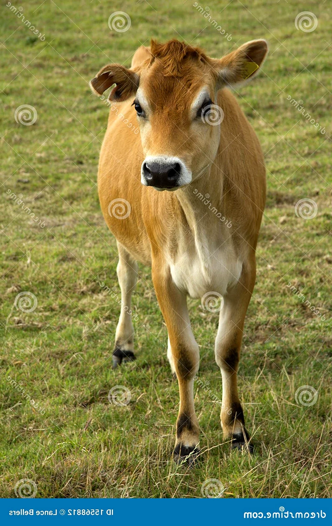 Джерсейская корова теленок