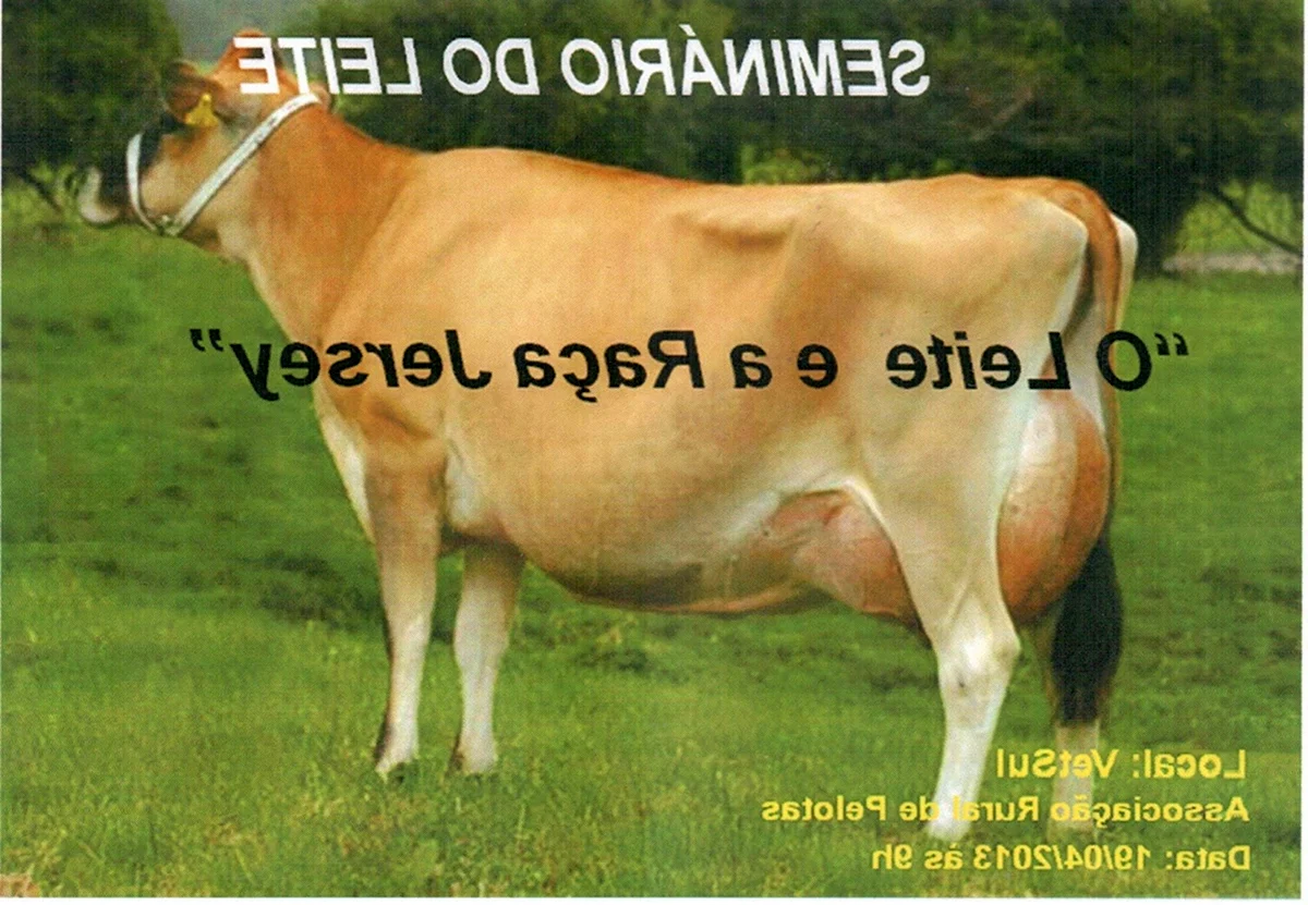 Джерсейская молочная порода коров