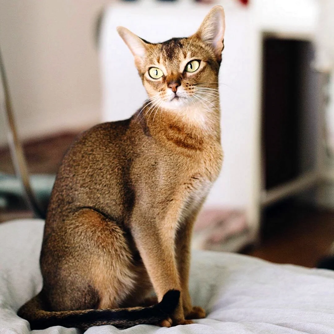 Эфиопская кошка абиссинец