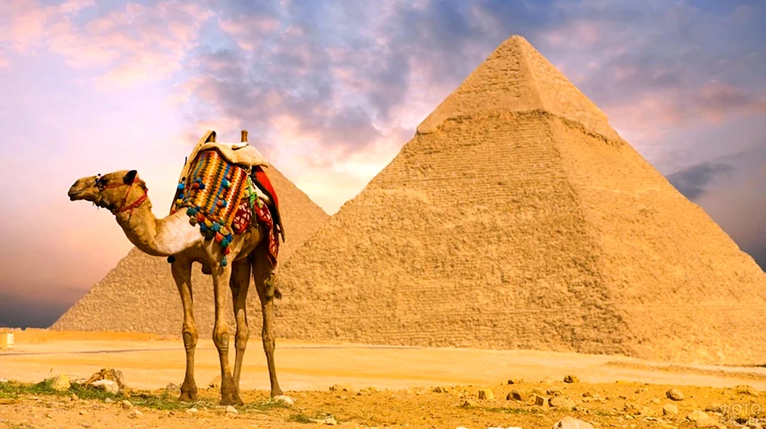 Египет пирамиды Верблюды