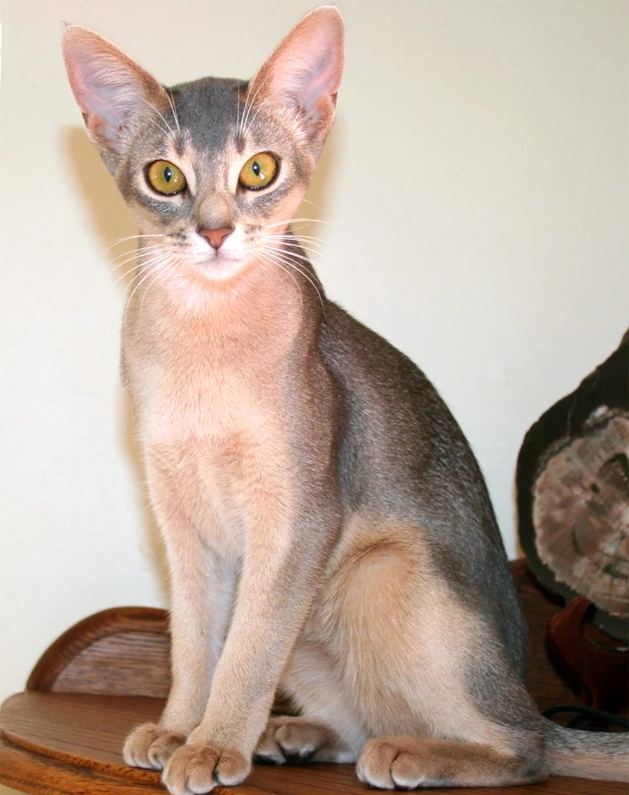 Египетская кошка Абиссинская