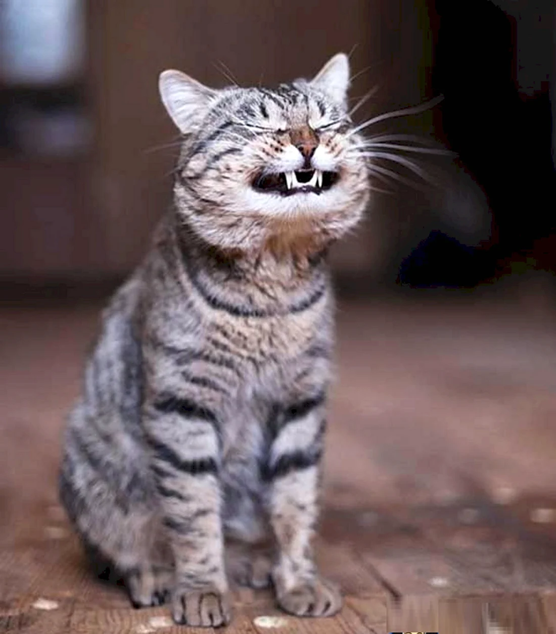 Ехидная улыбка кота