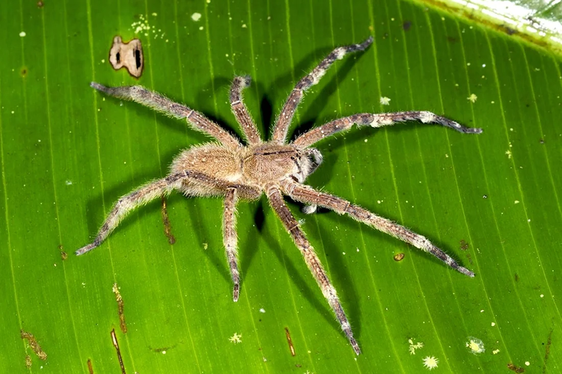 Эквадор банановый паук
