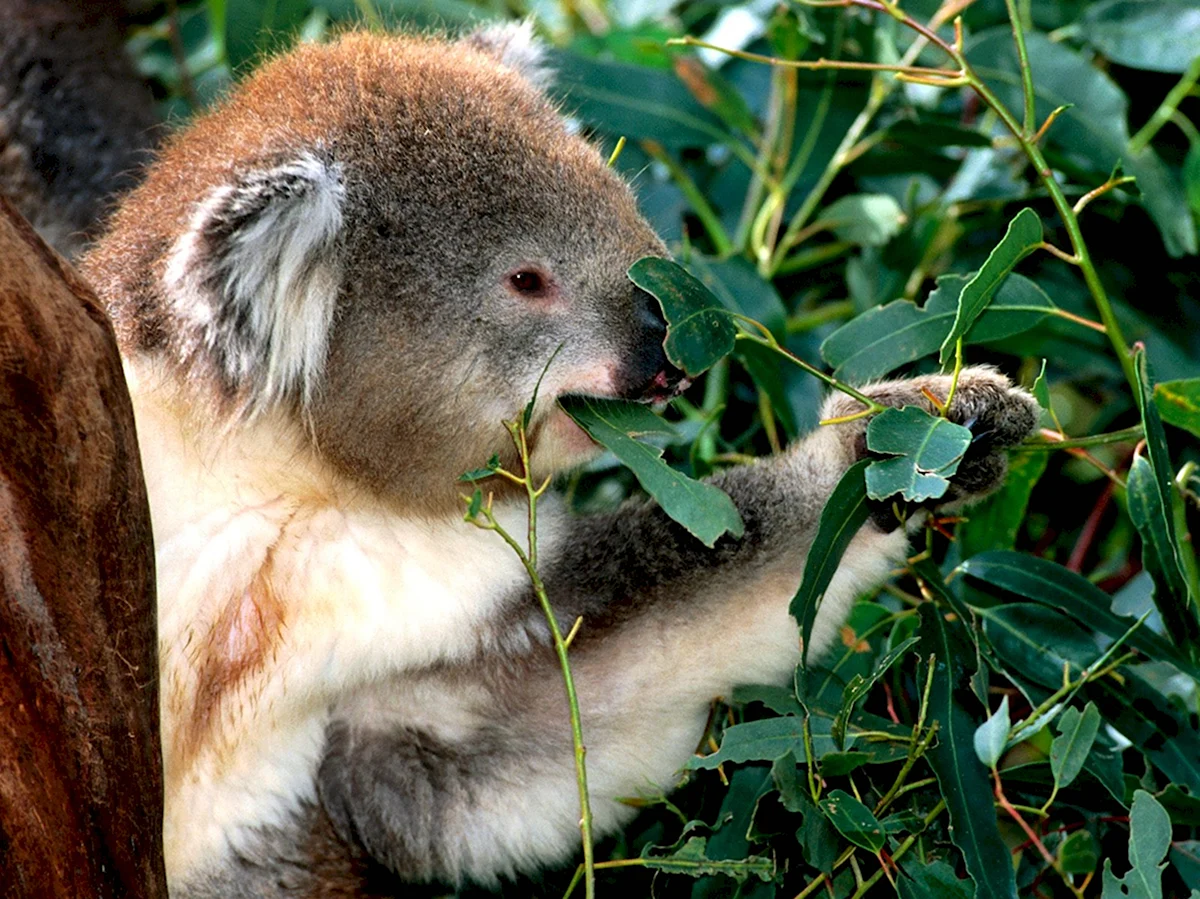 Эндемики коала