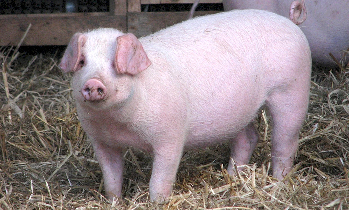 Эстонская беконная свинья